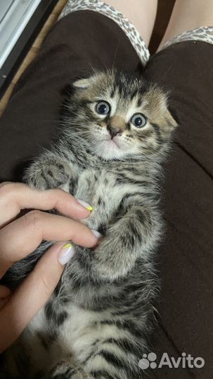 Вислоухие котята бесплатно