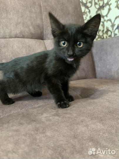 Котенок