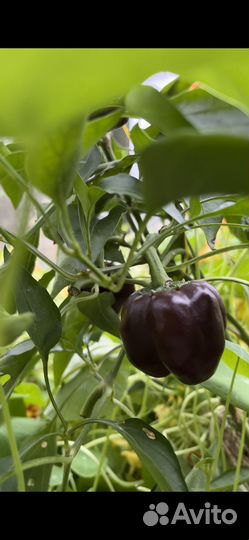 Семена перца