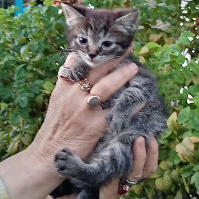 Котёнок в добрые руки