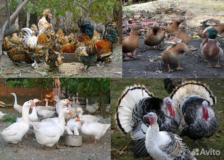 Вахта упаковщик птицефабрика питание Пенза