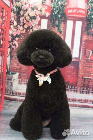 Груминг собак и кошек