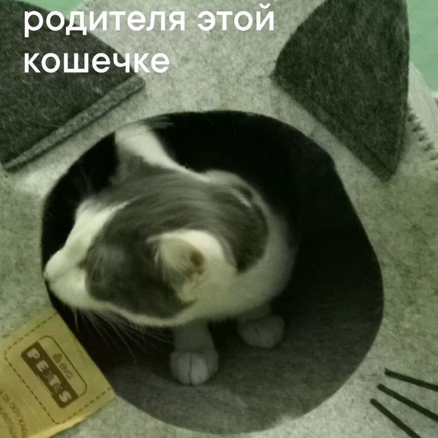 Котенок девочка в добрые руки