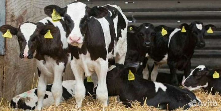 Холмогоры Голштины Бычок Теленок Телки