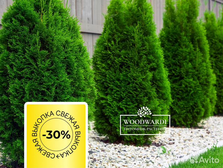 Туя Брабант Экстра качество