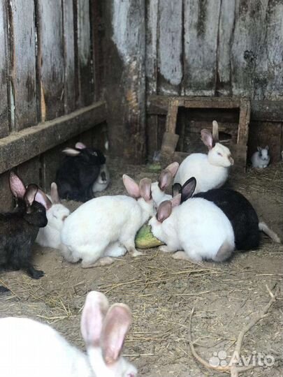 Продам кроликов