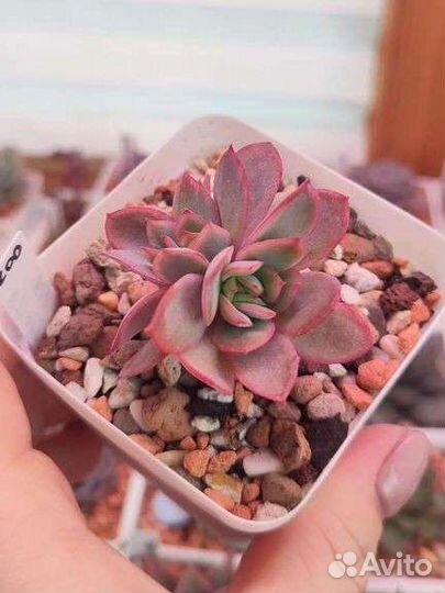 Здоровые эхеверии по 200