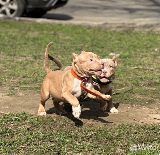 Американские Булли Мальчики
