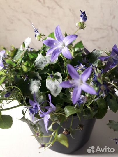 Цветок колокольчик для дачи