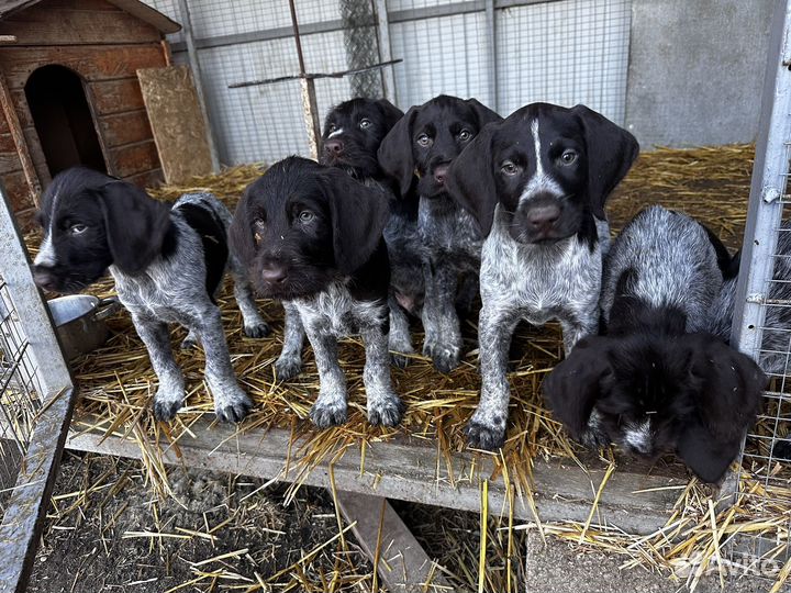 Щенки дратхаара