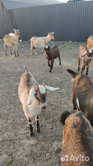 Коза дойная