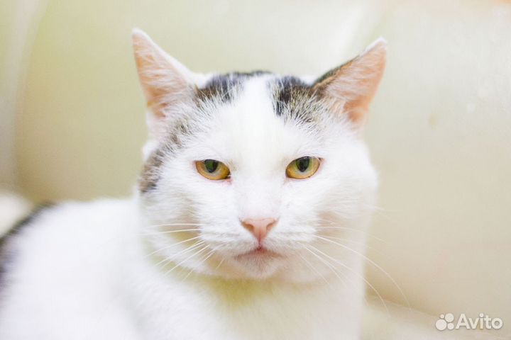 Кот Стиви ищет дом