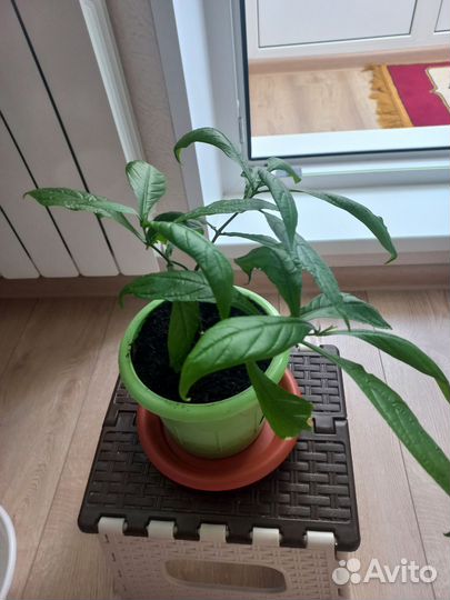 Пахистахис жёлтый