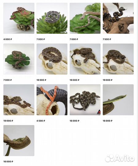 Эублефар (геккон, ящерица), змея, бананоед, агама