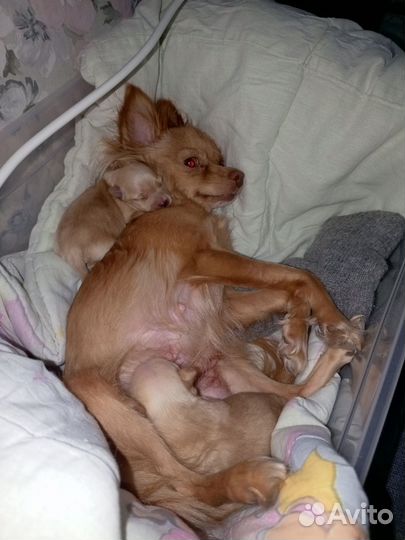 Той-терьер щенки