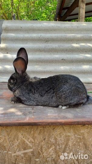 Кролики фландр и ризен