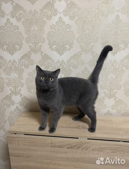 Вязка с шотландским котом