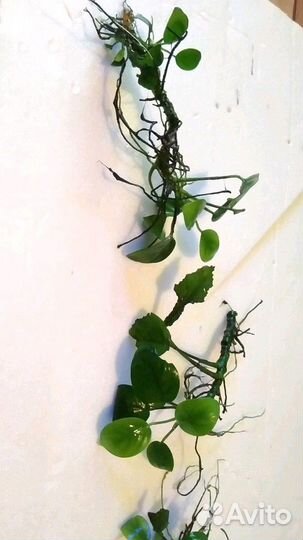 Аквариумные рыбки от 200 и растения от 150 (Анубиа