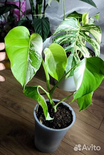 Монстера Альба Борзига вариегатная