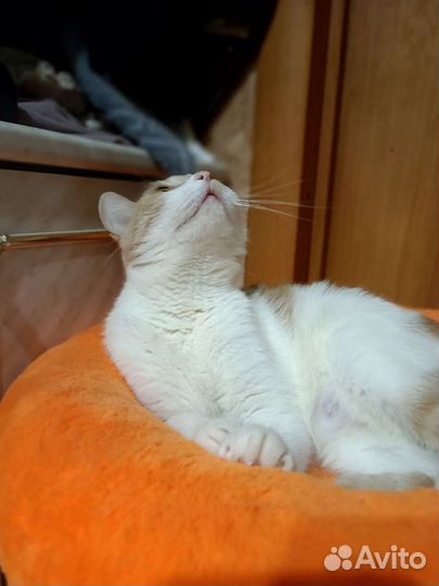 Кошка в добрые руки