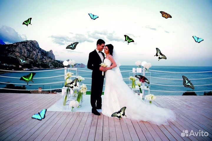 Салют из 20 Живых Тропических Бабочек с/б-318