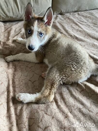 Хаски в добрые руки