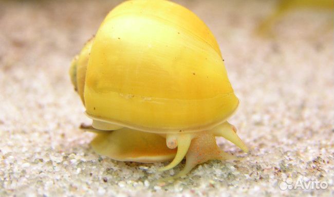 Улитка Ампулярия. Хелена. Кролик. Аквариум. Сифон