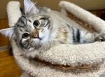 Продам породистых сибирских котят