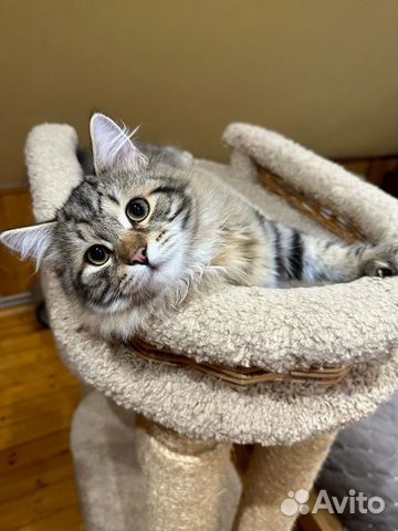 Продам породистых сибирских котят объявление продам