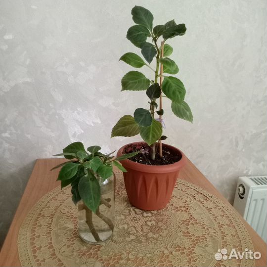 Комнатные цветы