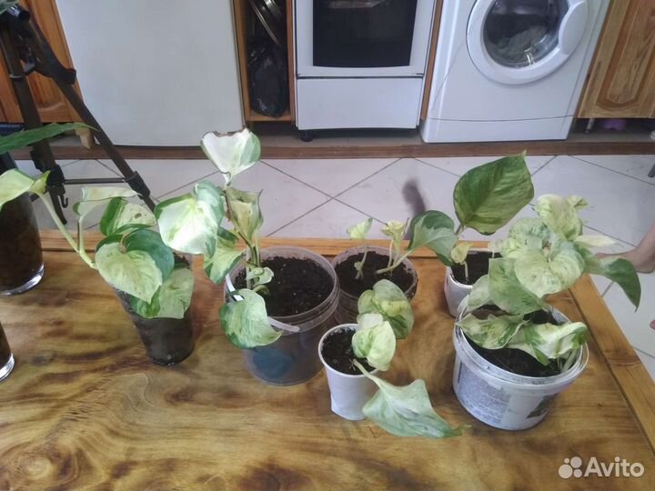 Сциндапсус марбл apple