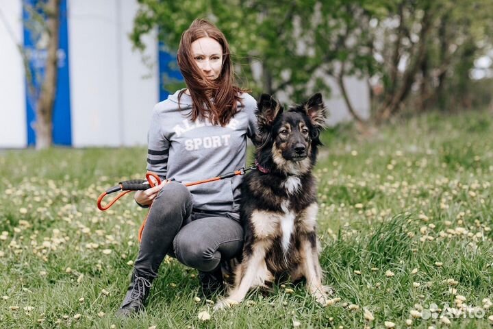 Собака Ролекс в хорошую семью