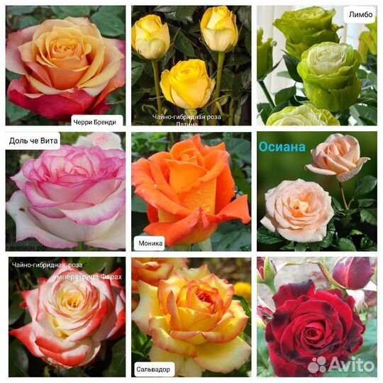 Саженцы роз