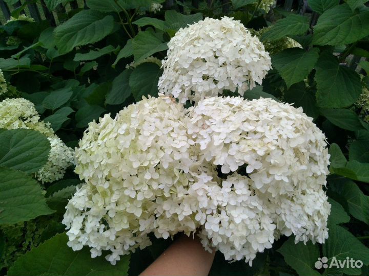 Гортензия