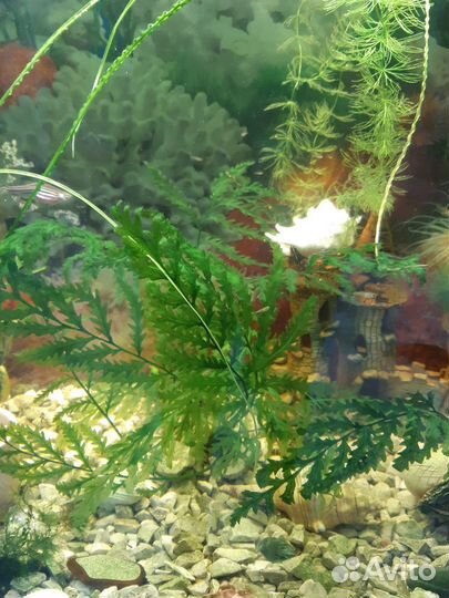 Аквариумные растения