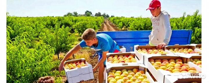 Сборщик персиков и яблок вахта Краснодарский край