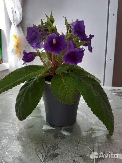 Глоксиния цветущая