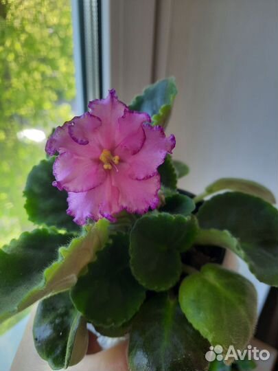 Фиалка цветущая