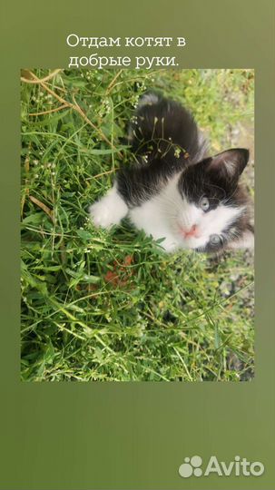 Котята в добрые руки бесплатно