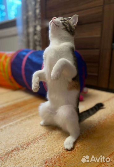 Кошка в дар бесплатно