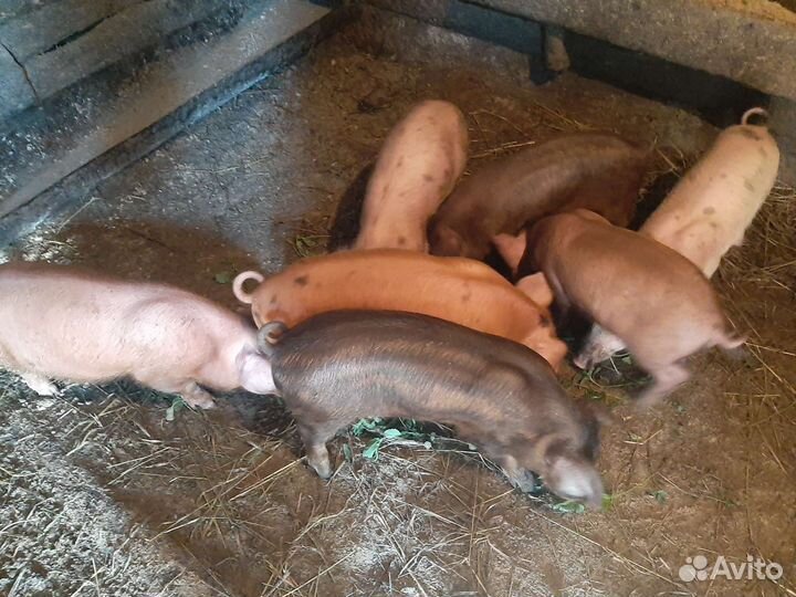 Поросята