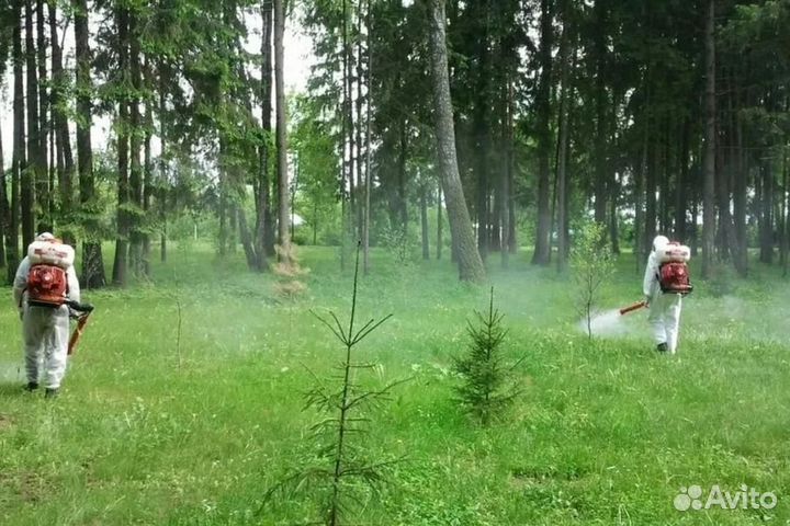 Уничтожение клопов тараканов клещей