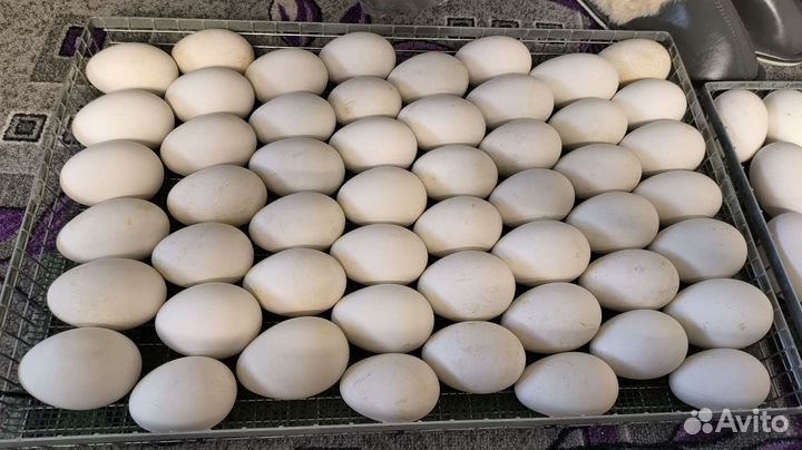 Гусиное инкубационное яйцо