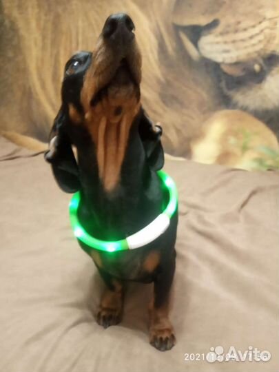 Ошейник 40 см