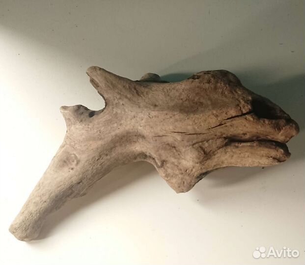 Коряга, дрифтвуд