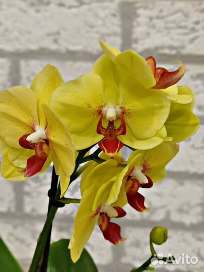 Новый сорт.Орхидея желтая