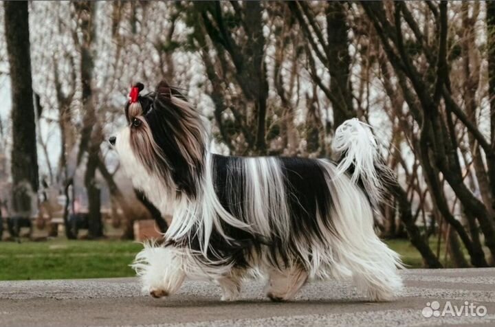 Бивер резерв