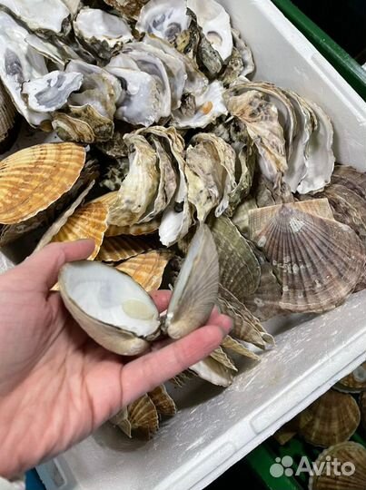 Пустые ракушки от устриц, гребешка, моллюсков