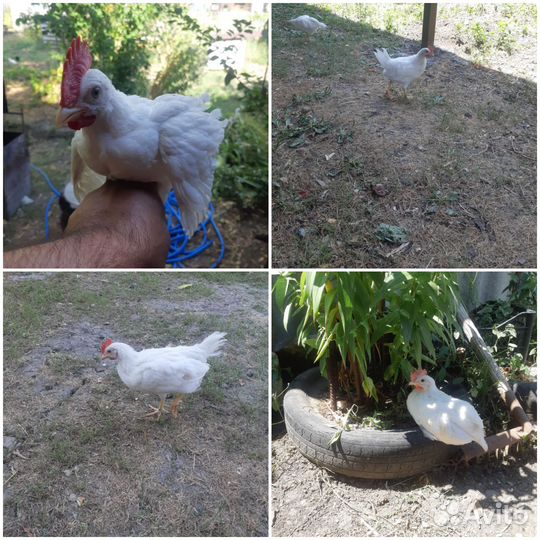 Молодые петушки легорн белый,далматинец,изабелла