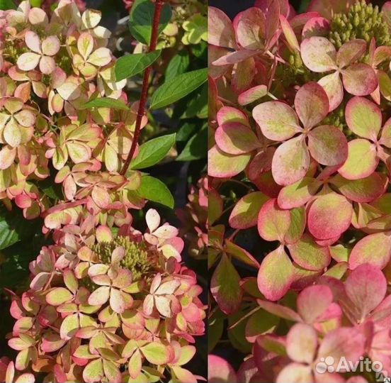 Гортензия метельчатая Пастель Грин